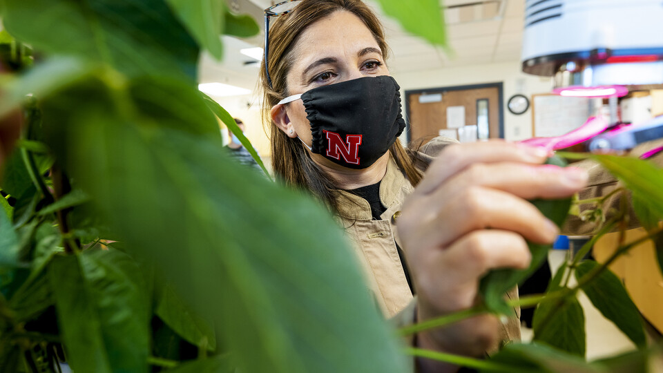 Tala Awada, physiological plant ecologist and associate dean for the Agricultural Research Division, takes readings from a soybean plant in her Hardin Hall lab
