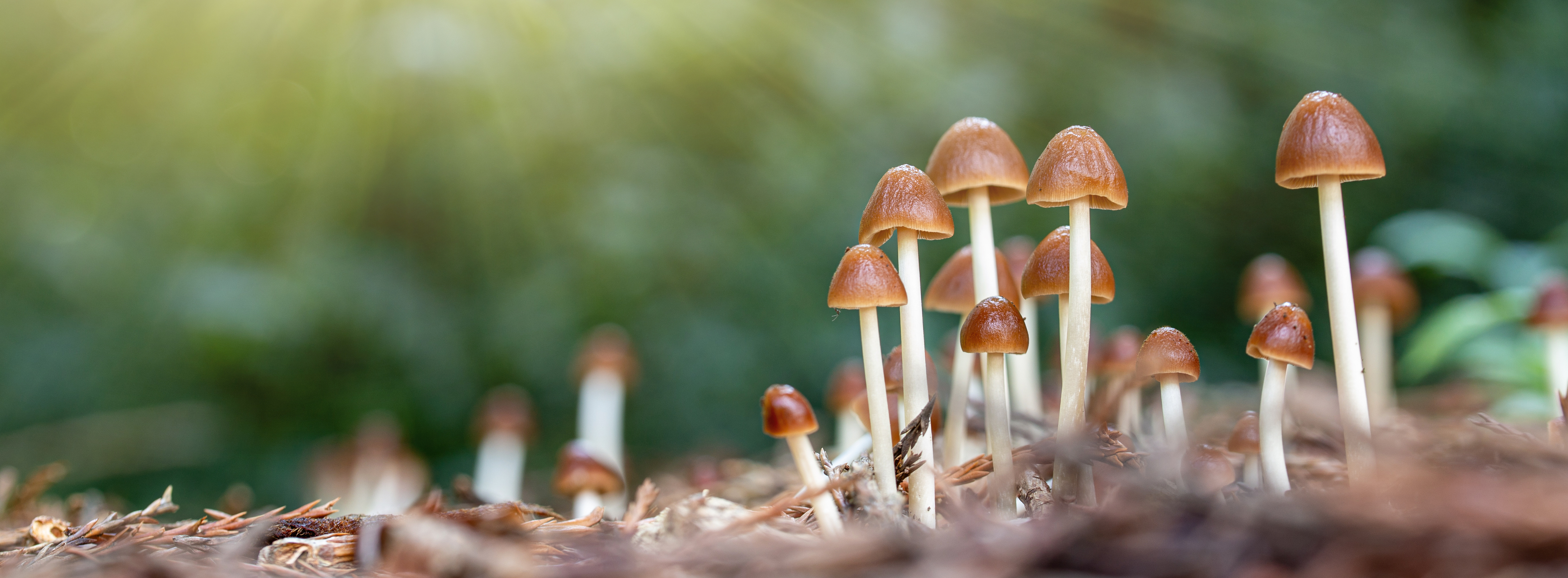 Cluster of small brown mushrooms in sunlight, surrounded by forest greenery.