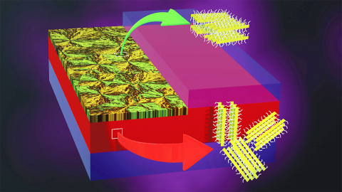 A rendering of a nanoscopically thin film of P3HT, a polymer whose lightweight flexibility and ability to conduct electricity has positioned it as a candidate material for next-gen electronics. Nebraska researchers have found that melting and cooling the material can lead to the emergence of two layers with differing properties that could be tailored to various electronic devices.