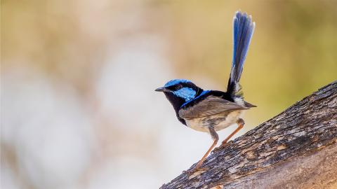 A male superb fairywren. Husker researchers Allison Johnson and Daizaburo Shizuka recently conducted a study of two fairywren species, including the superb, to better understand how environmental conditions can influence the size of fairyrwren groups.