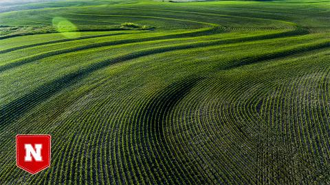 The morning sun of a June day strikes a cornfield in Gage County, Nebraska.